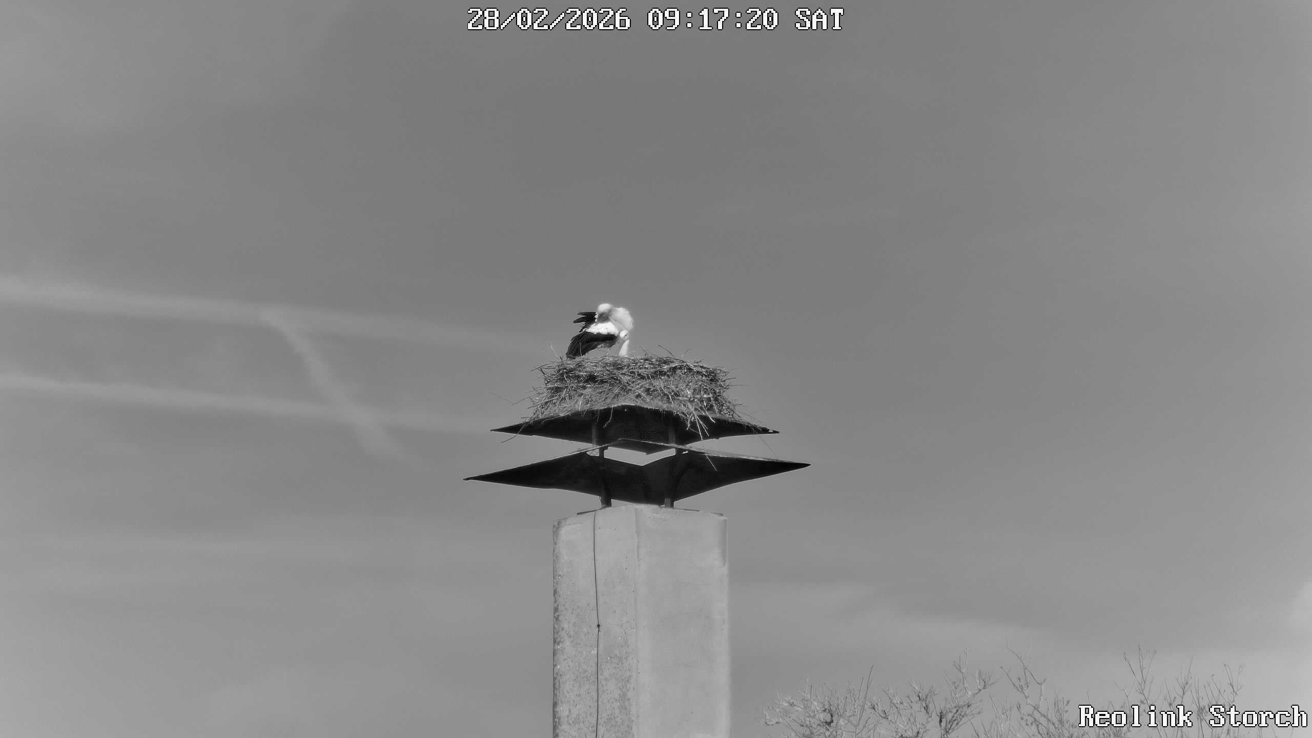 Storchencam Bild